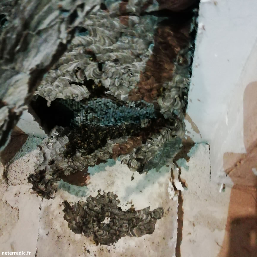 nid de guêpes dans plafond